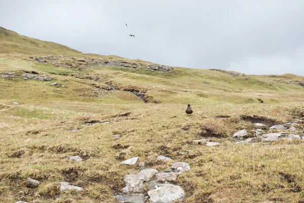 Liggend op de Faeröer met arctic jager — Stockfoto