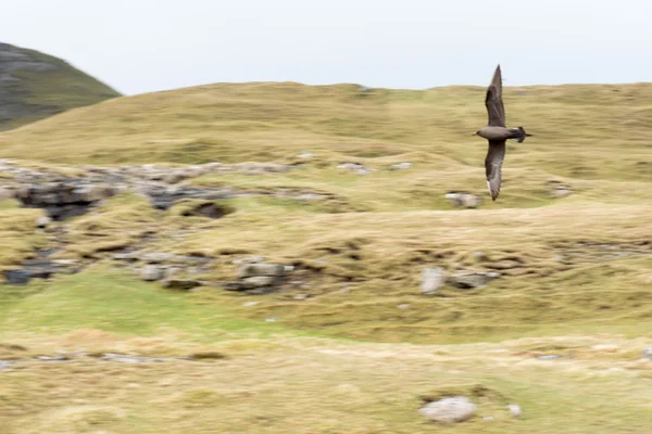 Vliegende Arctische jager op de Faeröer — Stockfoto