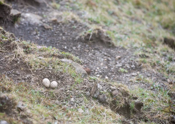 युरेशियन ऑयस्टरकॅचरचे अंडी — स्टॉक फोटो, इमेज
