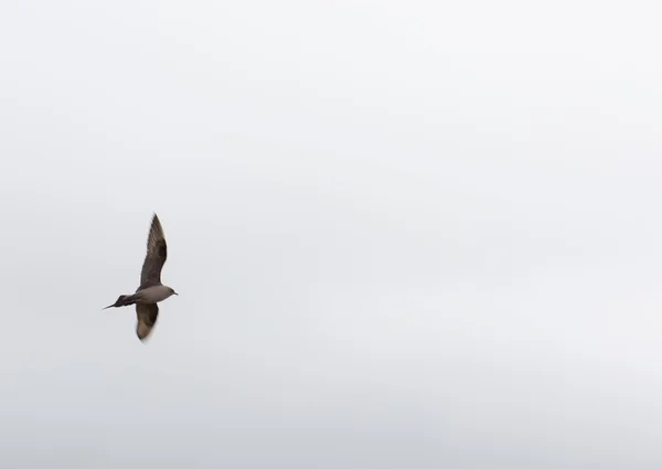 Arctic skua w locie — Zdjęcie stockowe