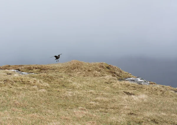 Jager landing op een weide — Stockfoto