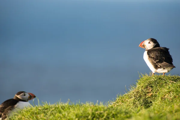 Atlanti-óceáni puffin, Fratercula arctica — Stock Fotó