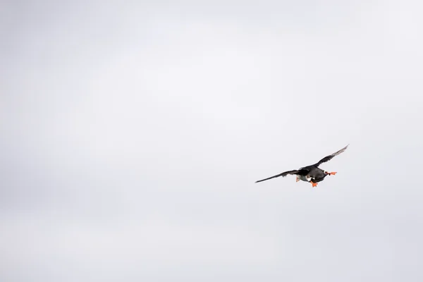 Flygande lunnefågel, Fratercula arctica — Stockfoto