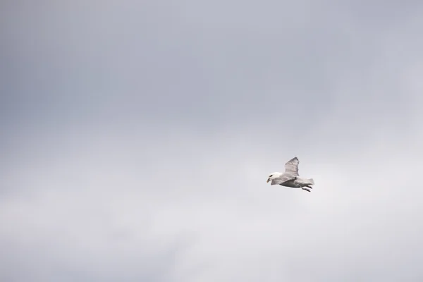 Nördlicher Fulmar, fulmarus glacialis — Stockfoto