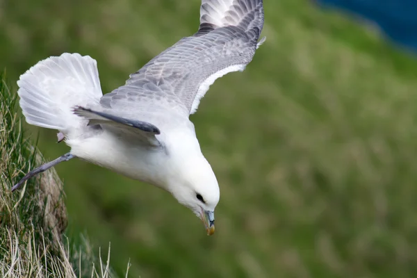 Stormfågel flyger på klippan — Stockfoto