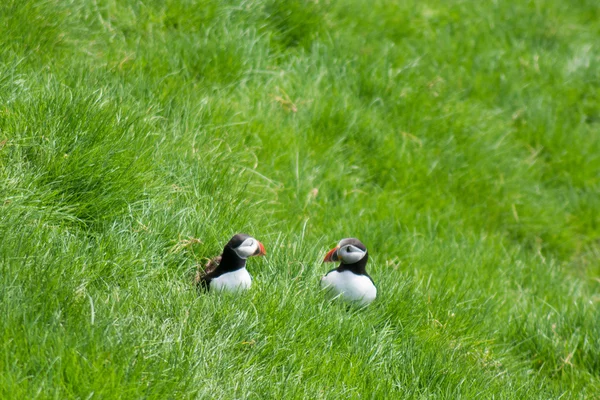 Puffin atlantycki, Fratercula arctica — Zdjęcie stockowe