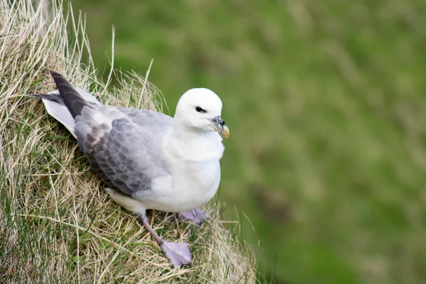 Fulmar zwyczajny siedzi na klifie Obrazy Stockowe bez tantiem