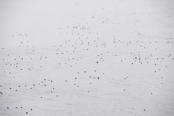 Macareux moine, Fratercula arctica — Photo