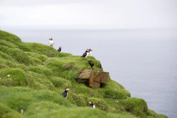 Atlantic puffins, Fratercula arctica in its colony — Stock Photo, Image