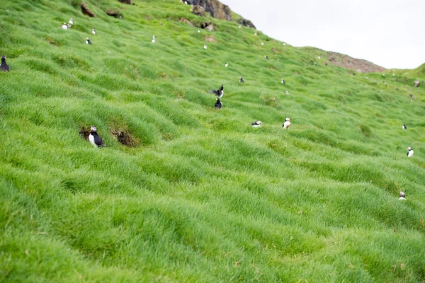 Atlanti-óceáni puffin, Fratercula arctica — Stock Fotó