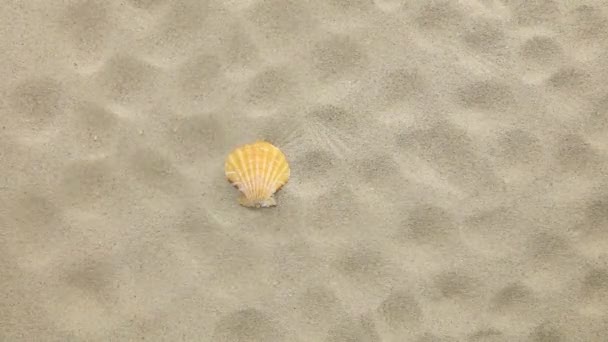 Yellow seashell and her prints blown away by wind. — 图库视频影像