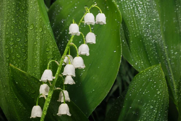 Hermosas campanas de flores blancas — Foto de Stock