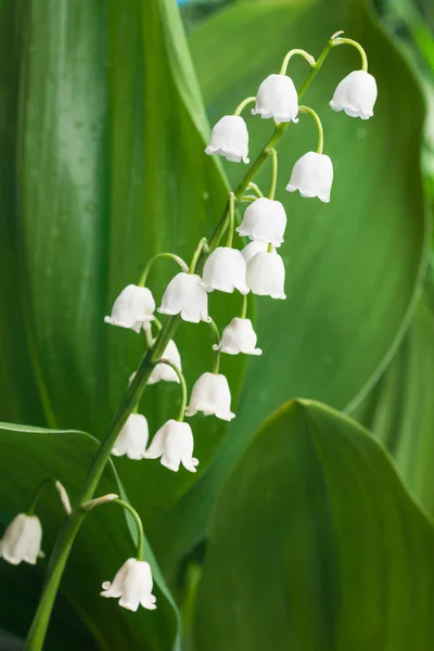 Bellissime campane di fiori bianchi — Foto Stock