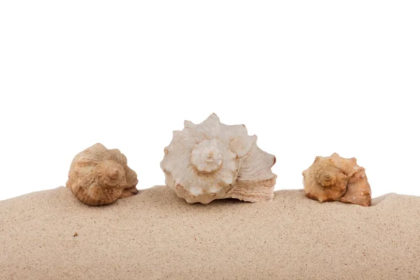 Conchas marinas en la playa aisladas sobre un fondo blanco — Foto de Stock