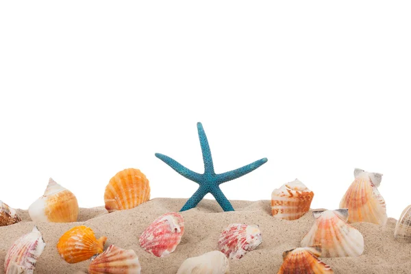 Rozgwiazdy i muszle na plaży Zdjęcie Stockowe