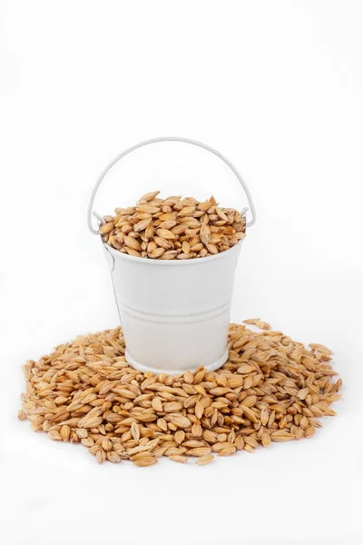 White bucket full of barley, stands on a heap barley — Stock Photo, Image