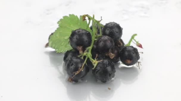 Rotation schwarzer Johannisbeeren in Tautropfen — Stockvideo