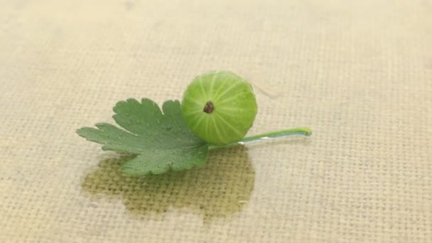 Rotation of green gooseberry in drops of dew — Stock Video