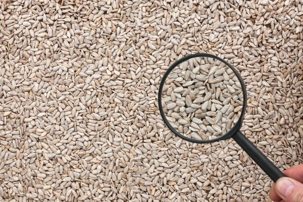 Man studies the sunflower seeds through a magnifying glass — Stock Photo, Image