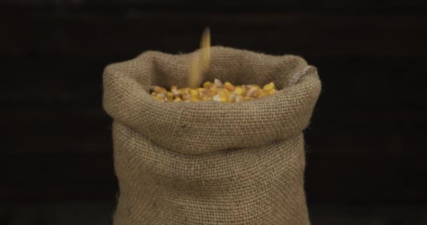 Corn grains fall into an open sack. Close-up. — Stock Video
