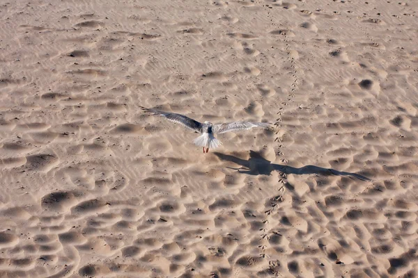 Bird flying over the sand of the beach. Top view. Pigeon taking flight at beach