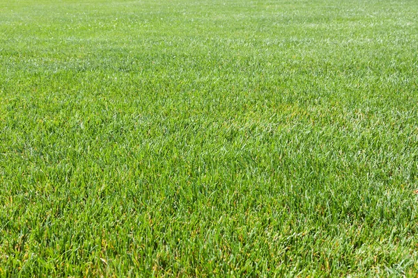 Green grass background. Close-up. Green grass texture. Green grass surface