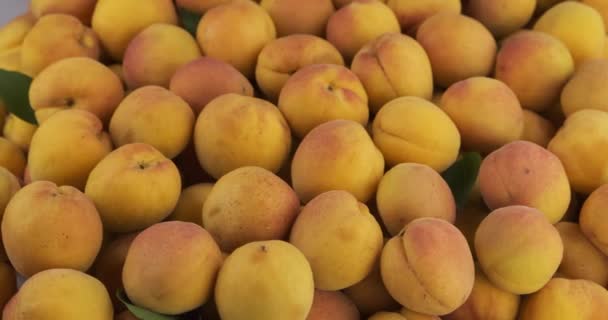 Panorama of juicy, ripe whole apricots. Fruits background. Raw fruit and vegetables