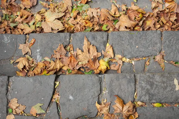 Jesienne liście na kamieniu bruk — Zdjęcie stockowe