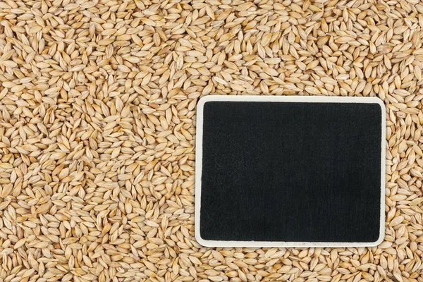 Pointer, the price tag lies on barley — Stock Photo, Image