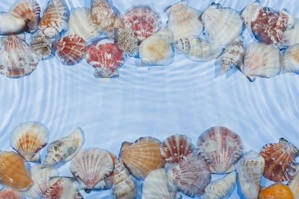 Línea de conchas marinas en el agua —  Fotos de Stock