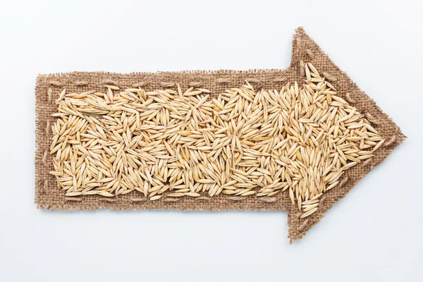 Pointer with oat  grains — Stock Photo, Image