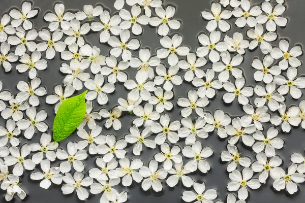 Spring still life green leaf on white flowers — Stock Photo, Image