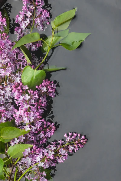 Foglie e fiori lilla con gocce di rugiada riflesse nell'acqua — Foto Stock