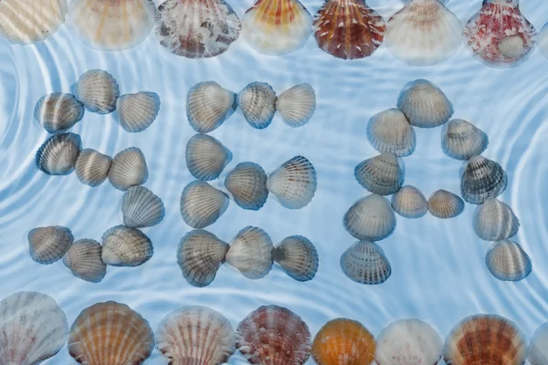 辞海の水の下の貝殻 — ストック写真