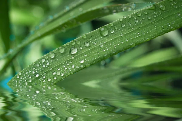 Close-up of a leaf and water drops on it background — Stock Photo, Image