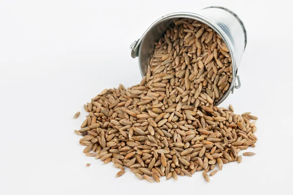 Rye grains spilling out of bucket — Stock Photo, Image