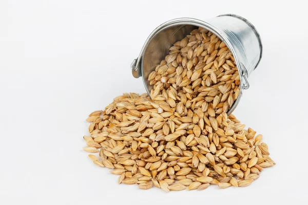 Barley grains spilling out of bucket — Stock Photo, Image