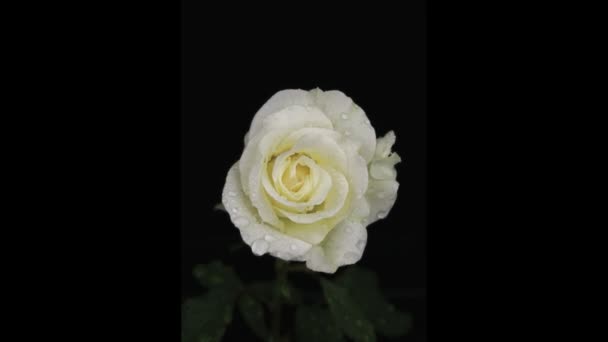 Gocce Di Pioggia Su Unapprossimazione Di Rosa Bianca Su Sfondo Nero