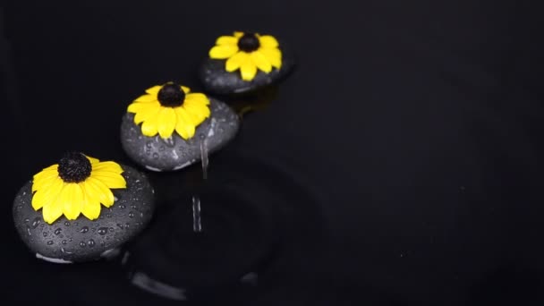 Falling drops into water with a black stone and flower — Stock Video