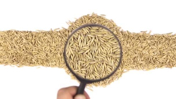 Magnifying glass increases the oats grains — Stock Video