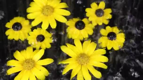 Κίτρινα λουλούδια στο νερό κάτω από τη βροχή — Αρχείο Βίντεο