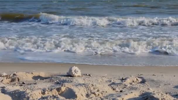 해질녘 파 중 해변에 파노라마 바다 셸. — 비디오