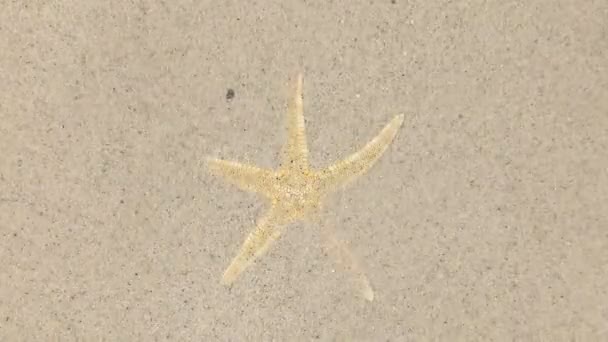 Vent soufflant sur le sable et ouvrant étoile de mer jaune — Video