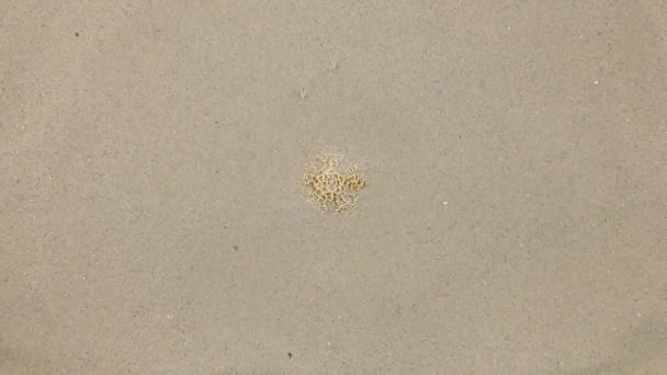 Wind waait op het zand en het openen van gele starfish — Stockvideo