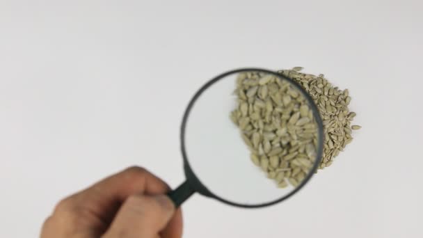 Lupa aumenta las semillas de girasol — Vídeos de Stock