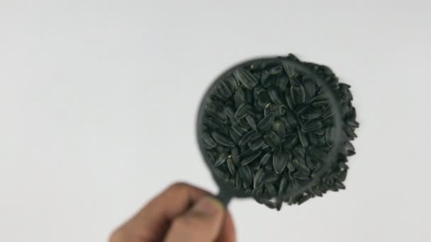 Le verre grossissant augmente les graines de tournesol — Video