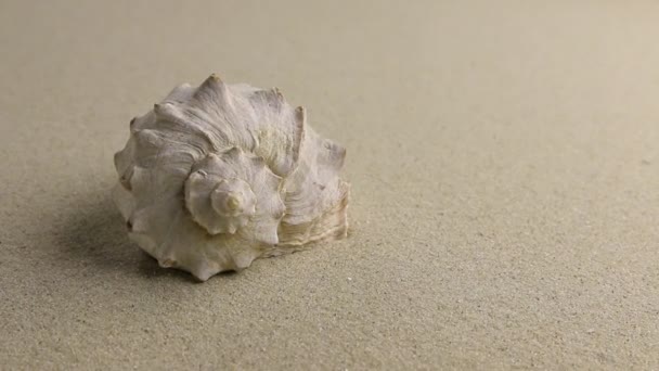Προσέγγιση της θάλασσας κέλυφος, που βρίσκεται στην άμμο, κορυφαία προβολή. — Αρχείο Βίντεο