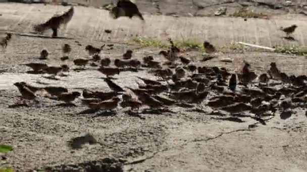 Während Eine Gruppe Spatzen Fraß Schnappte Sich Der Adler Plötzlich — Stockvideo