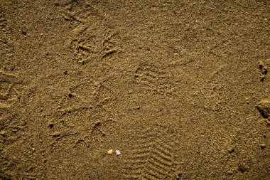 İnce kumlu zeminde küçük çakıl taşlarıyla çevrili farklı bir kuş ayak izi doğal bir ortamda bir vahşi yaşam anını yakalıyor..