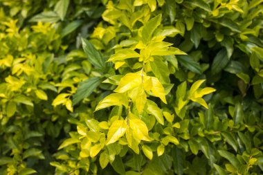Bitkisel veya tasarım kullanımı için ideal olan doğal çeşitlilik ve dokuları gösteren yoğun yeşil ve sarı yapraklar kümesi.